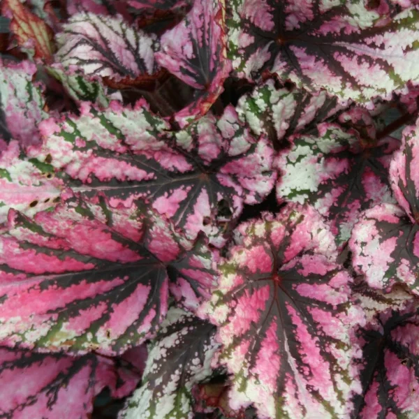 Begonia Lambada