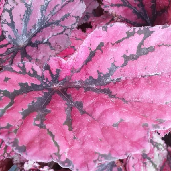 Begonia Lambada