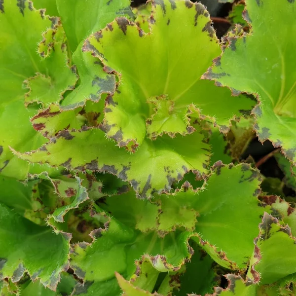 Begonia Limeade