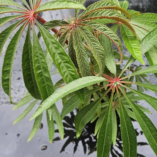 Begonia Luxurians