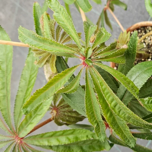 Begonia Luxurians