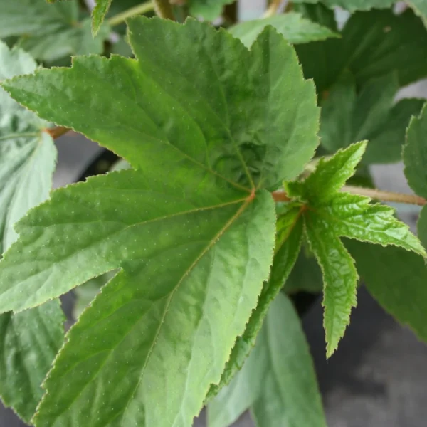 Begonia Luxurians var. Zresenhenne