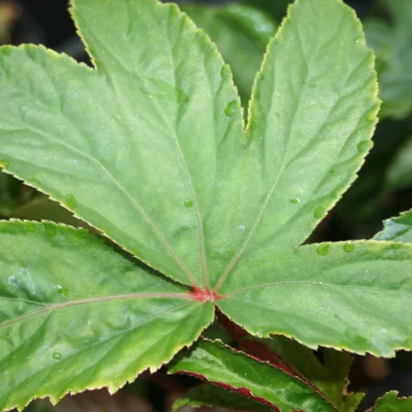 Begonia Luxurians var. Zresenhenne