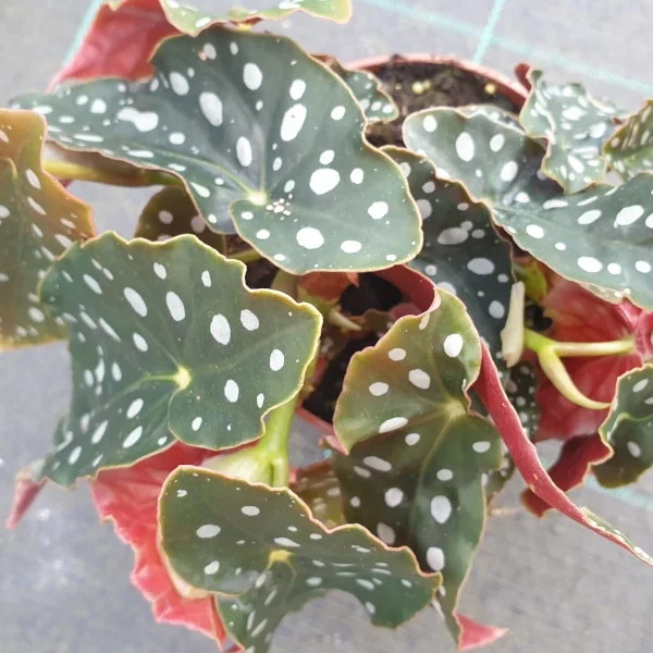 Begonia Maculata Wight