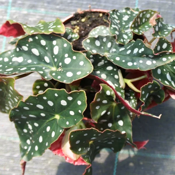 Begonia Maculata Wight