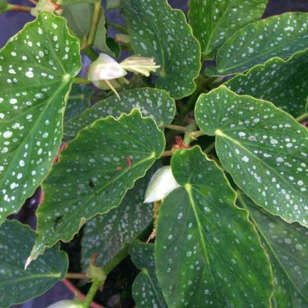 Begonia Mandarin Orange