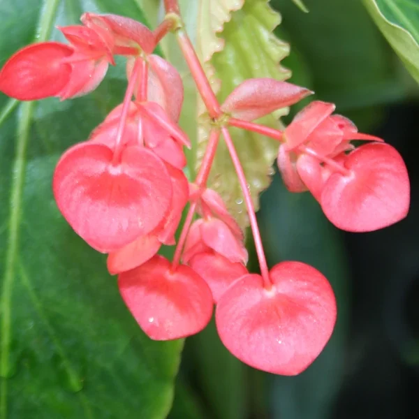 Begonia Mandarin Orange