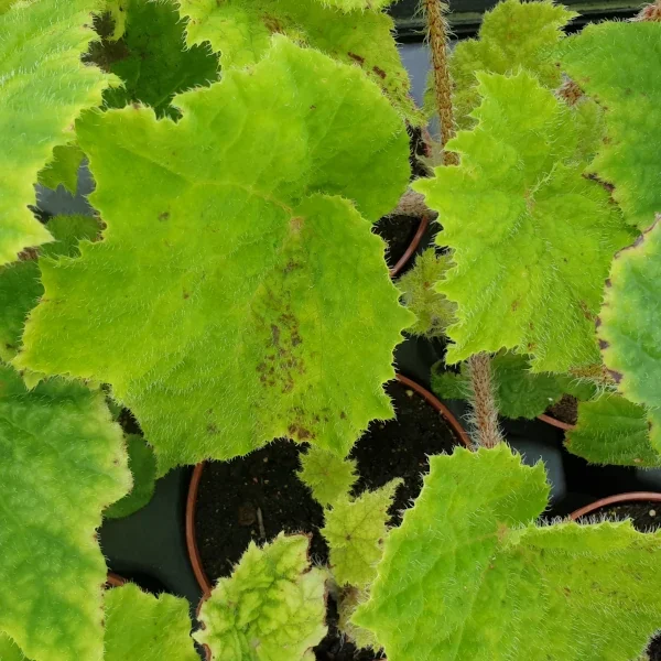 Begonia  Marmaduke grande