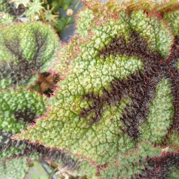 Begonia Masoniana