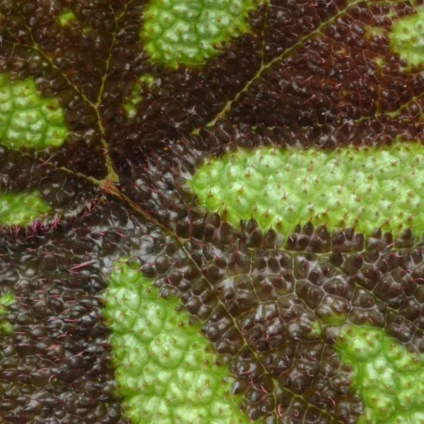 Begonia Masoniana  grande