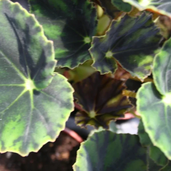 Begonia Mazae Nigricans