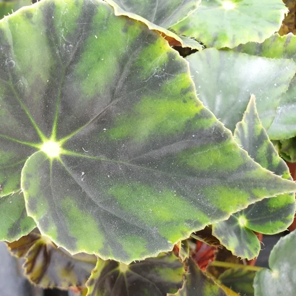 Begonia Mazae Nigricans