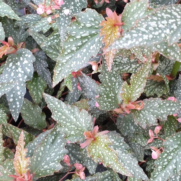 Begonia Medora