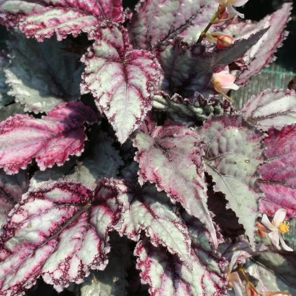 Begonia Merengue