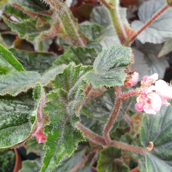 Begonia Metallica