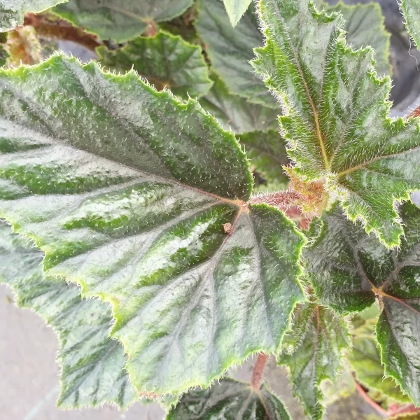 Begonia Metallica