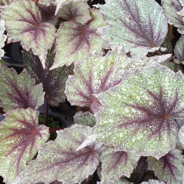 Begonia Morning Dew