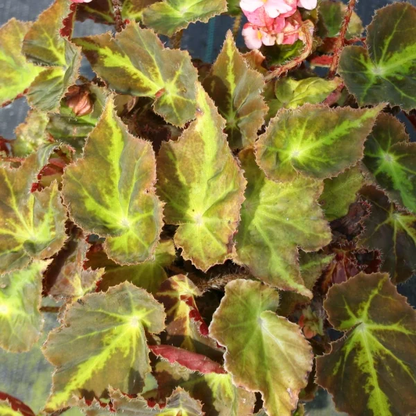 Begonia Motuno