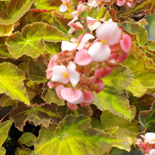 Begonia Motuno