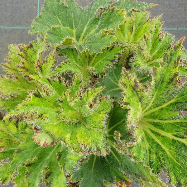 Begonia Palomar Prince