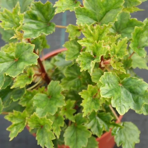 Begonia Dragei Partita bonsai