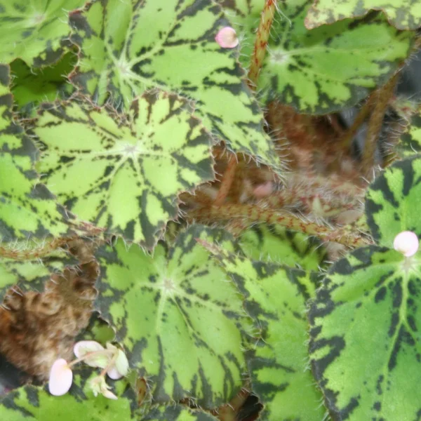 Begonia Persian Brocade