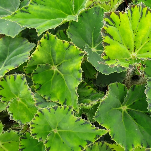 Begonia Persian Brocade