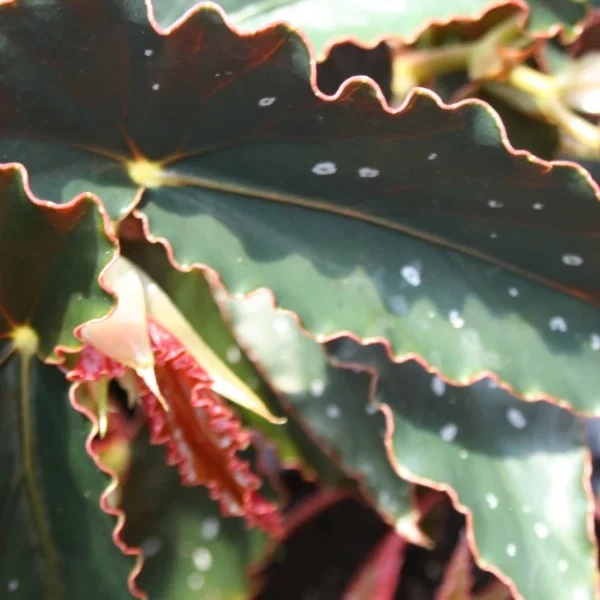 Begonia Pinafore spot