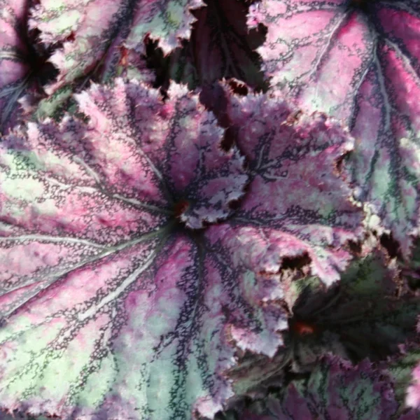 Begonia Pink pop