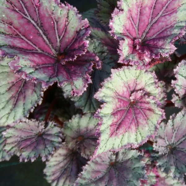 Begonia Pink pop