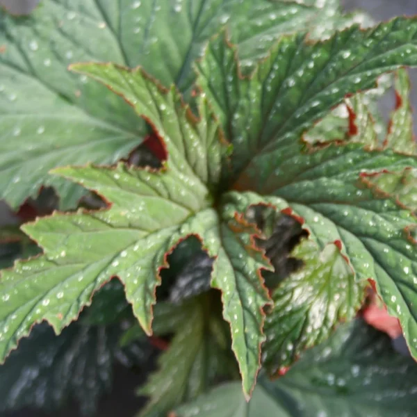 Begonia Platanifolia