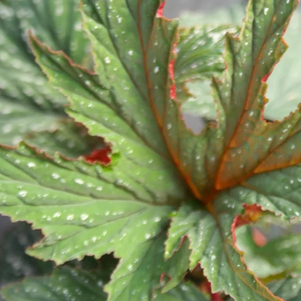 Begonia Platanifolia