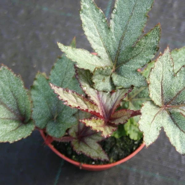 Begonia Pollux