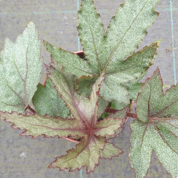 Begonia Pollux