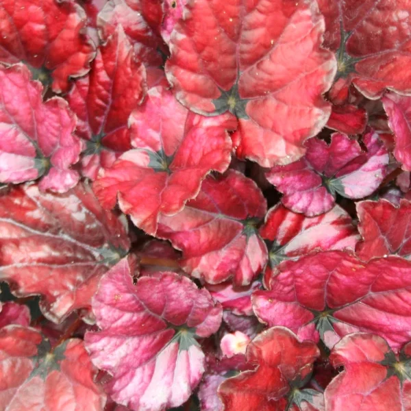 Begonia Red Bull