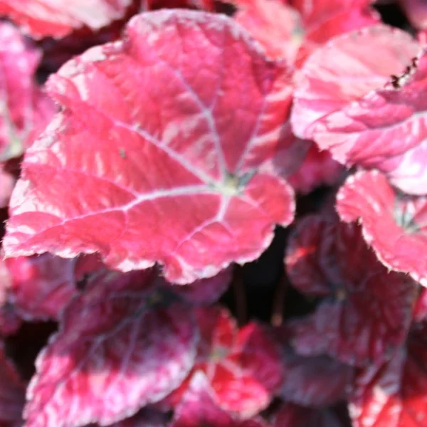 Begonia Red Bull