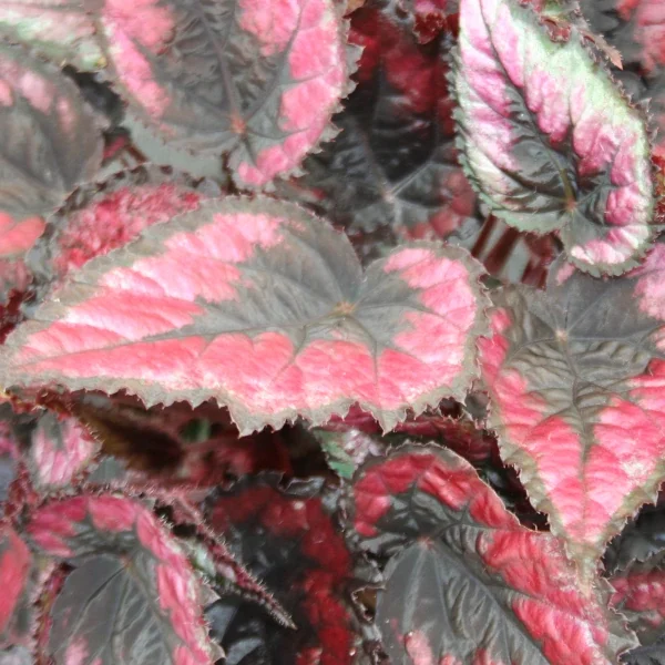 Begonia Red Tango