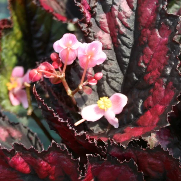 Begonia Red Tango