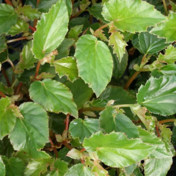 Begonia Richmondensis