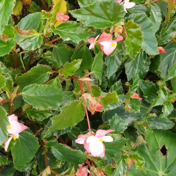 Begonia Richmondensis