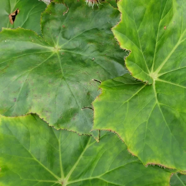 Begonia Ricinifolia Immense