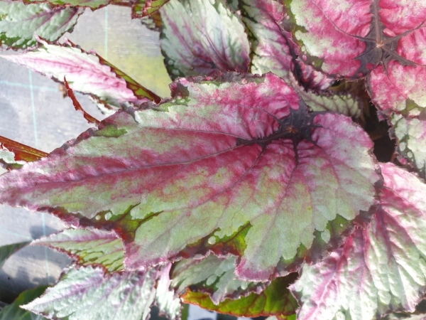 Begonia Salsa grande