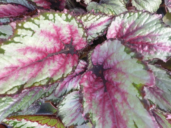 Begonia Salsa