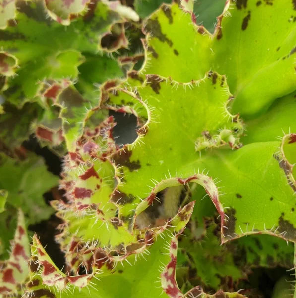 Begonia Samba