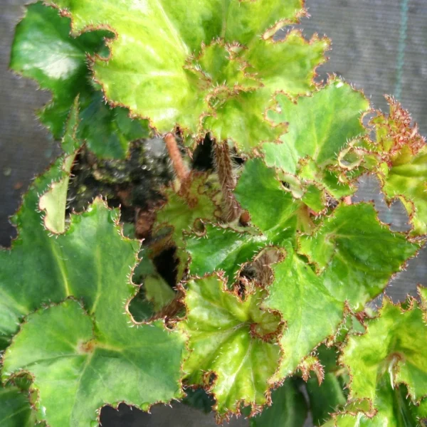 Begonia Sea Urchin