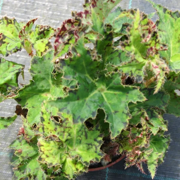 Begonia  Shamu