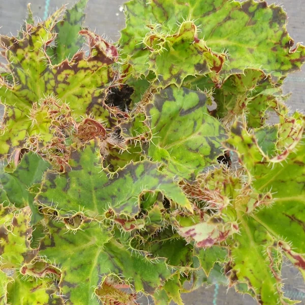 Begonia  Shamu