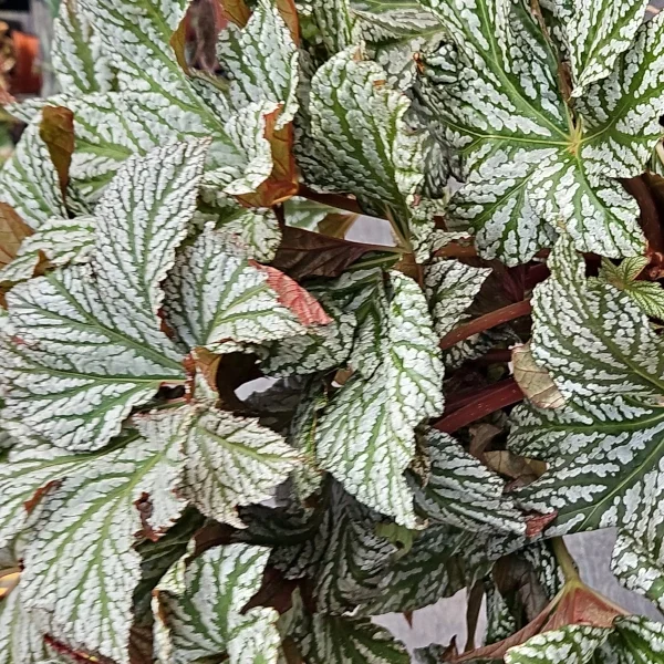 Begonia Silver Maples