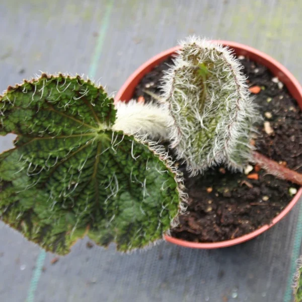 Begonia sizemoreae grande