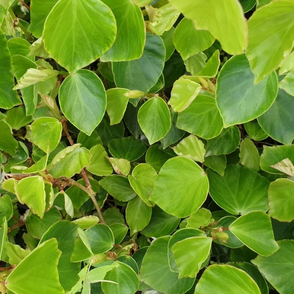 Begonia Solananthera grande